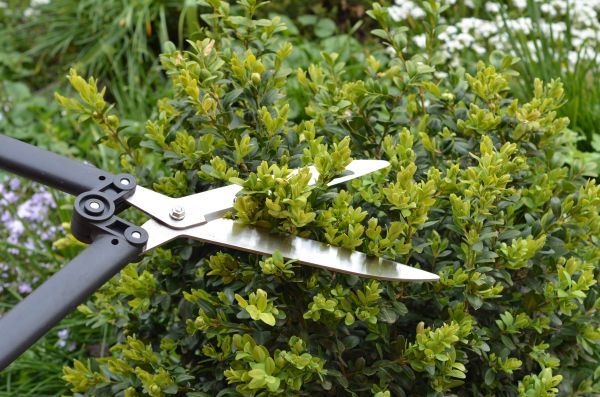 Boxwood Trimming in New Braunfels