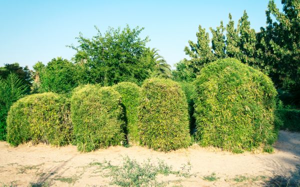 Cost of Bamboo Hedge Removal in New Braunfels