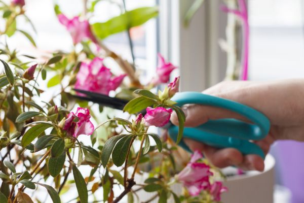 Azalea Pruning in New Braunfels