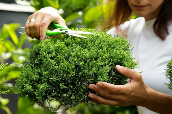 Juniper Shrub Pruning in New Braunfels