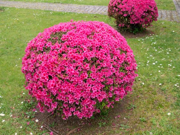Rhododendron Pruning in New Braunfels