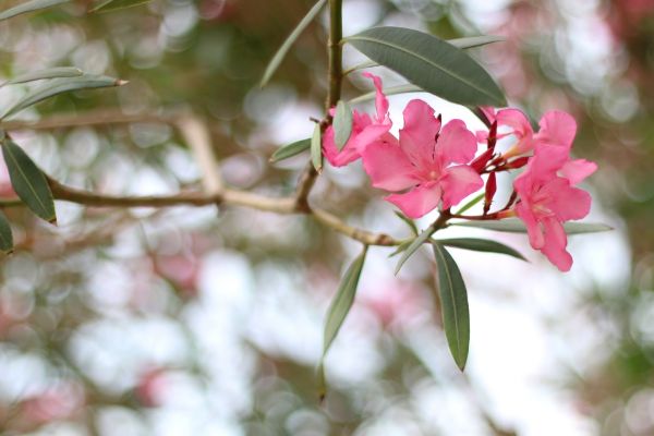 Oleander Removal in New Braunfels