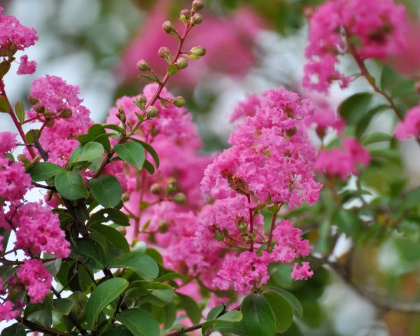 Crepe Myrtle Removal in New Braunfels