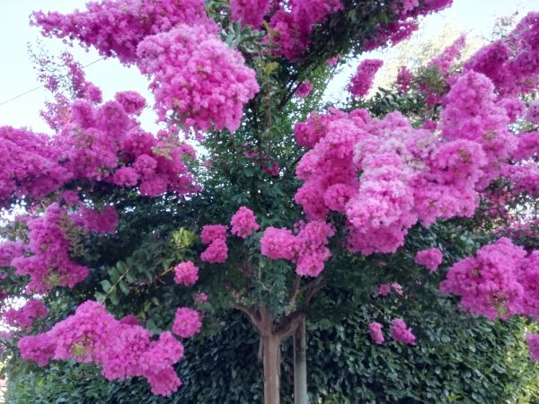 Crape Myrtle Pruning in New Braunfels