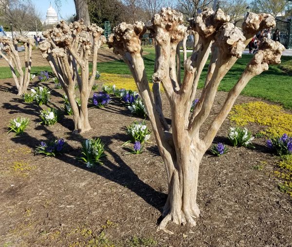 Cost of Myrtle Tree Removal in New Braunfels