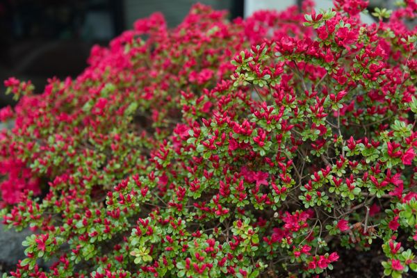 Cost of Weigela Removal Service in New Braunfels