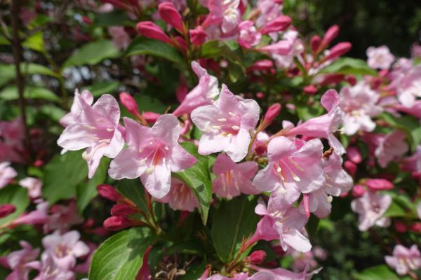 Cost of Weigela Pruning Service in New Braunfels