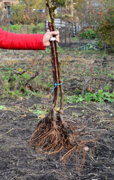 Shrub Root Removal in New Braunfels