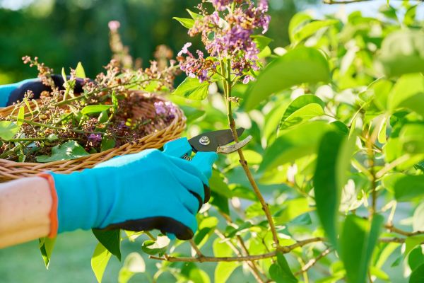 Cost of Lilac Trimming Service in New Braunfels