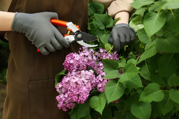Cost of Lilac Pruning Service in New Braunfels