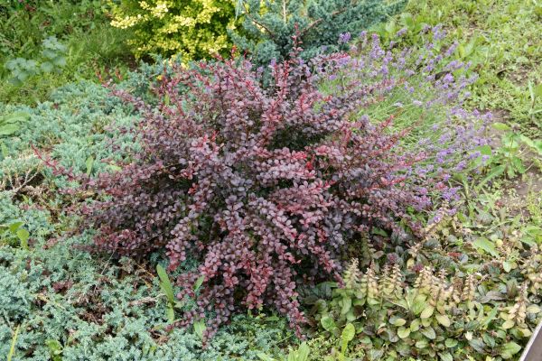 Cost of Japanese Barberry Removal in New Braunfels