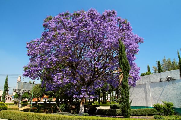 Jacaranda Pruning in New Braunfels
