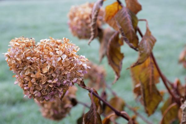 Cost of Hydrangea Removal in New Braunfels