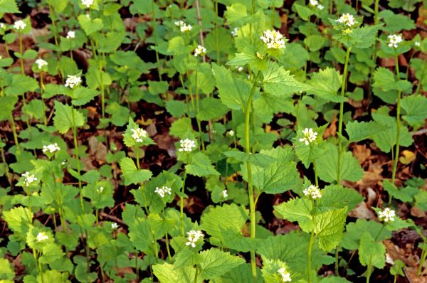 Garlic Mustard Removal in New Braunfels