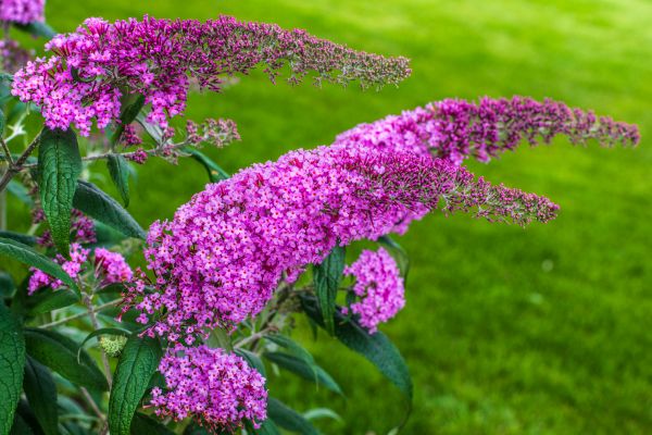 Cost of Butterfly Bush Removal in New Braunfels