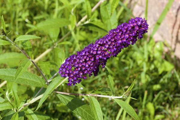 Butterfly Bush Pruning in New Braunfels