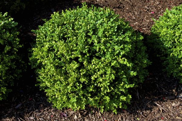 Cost of Boxwood Removal in New Braunfels
