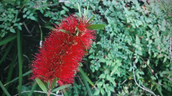 Bottlebrush Pruning in New Braunfels