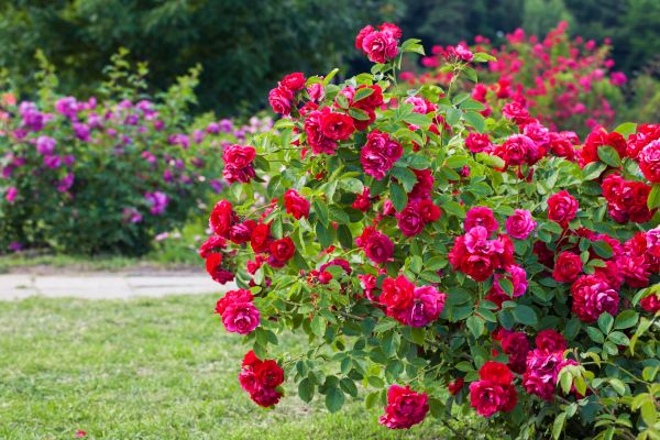 Shrub Trimming in New Braunfels