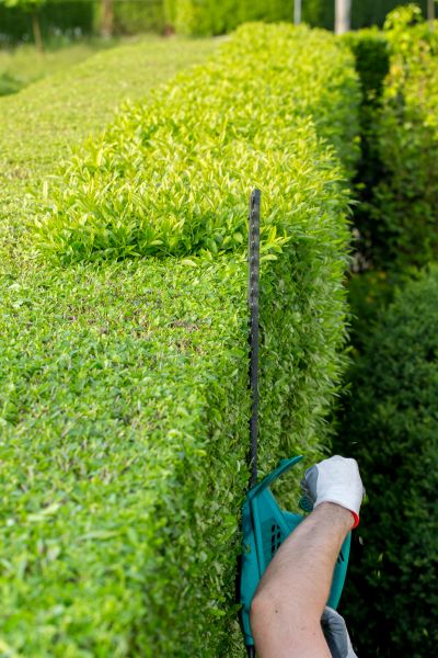Hedge Trimming in New Braunfels