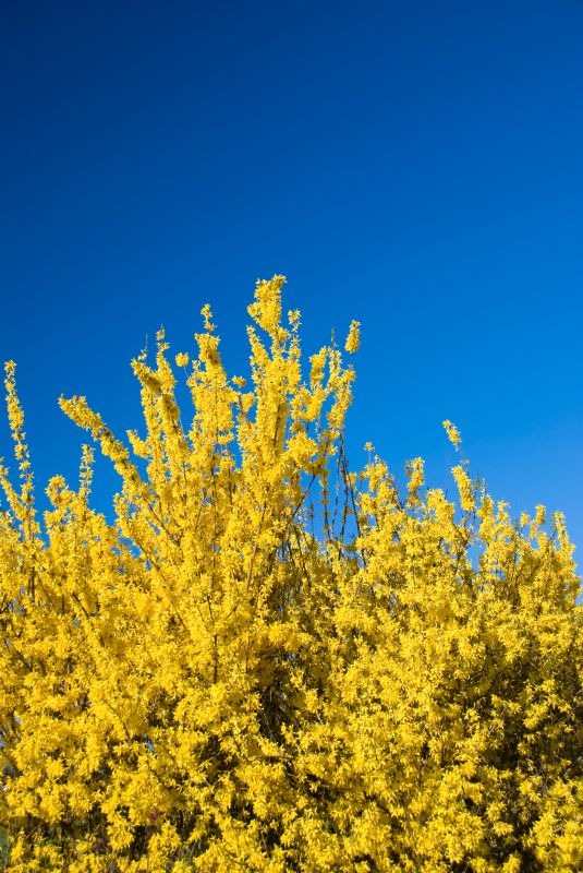 Forsythia Trimming