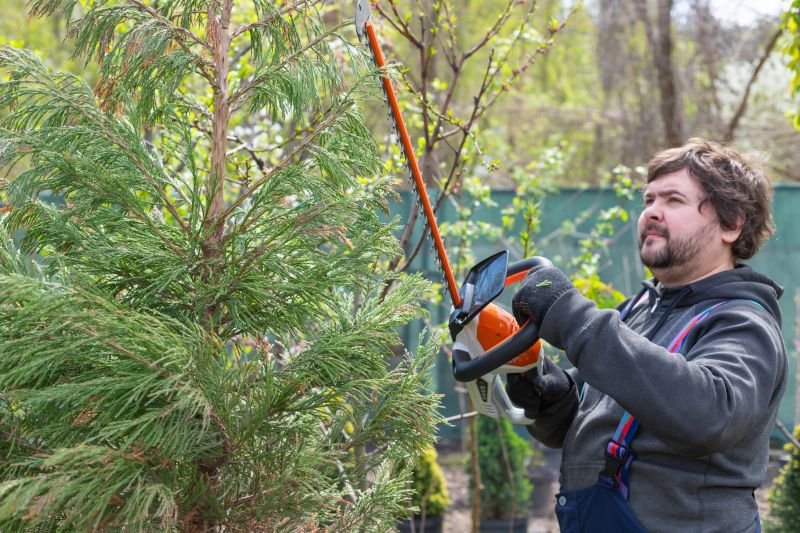 Juniper Shrub Pruning