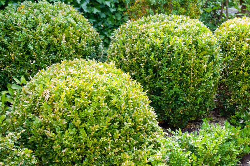 Trimmed Boxwoods